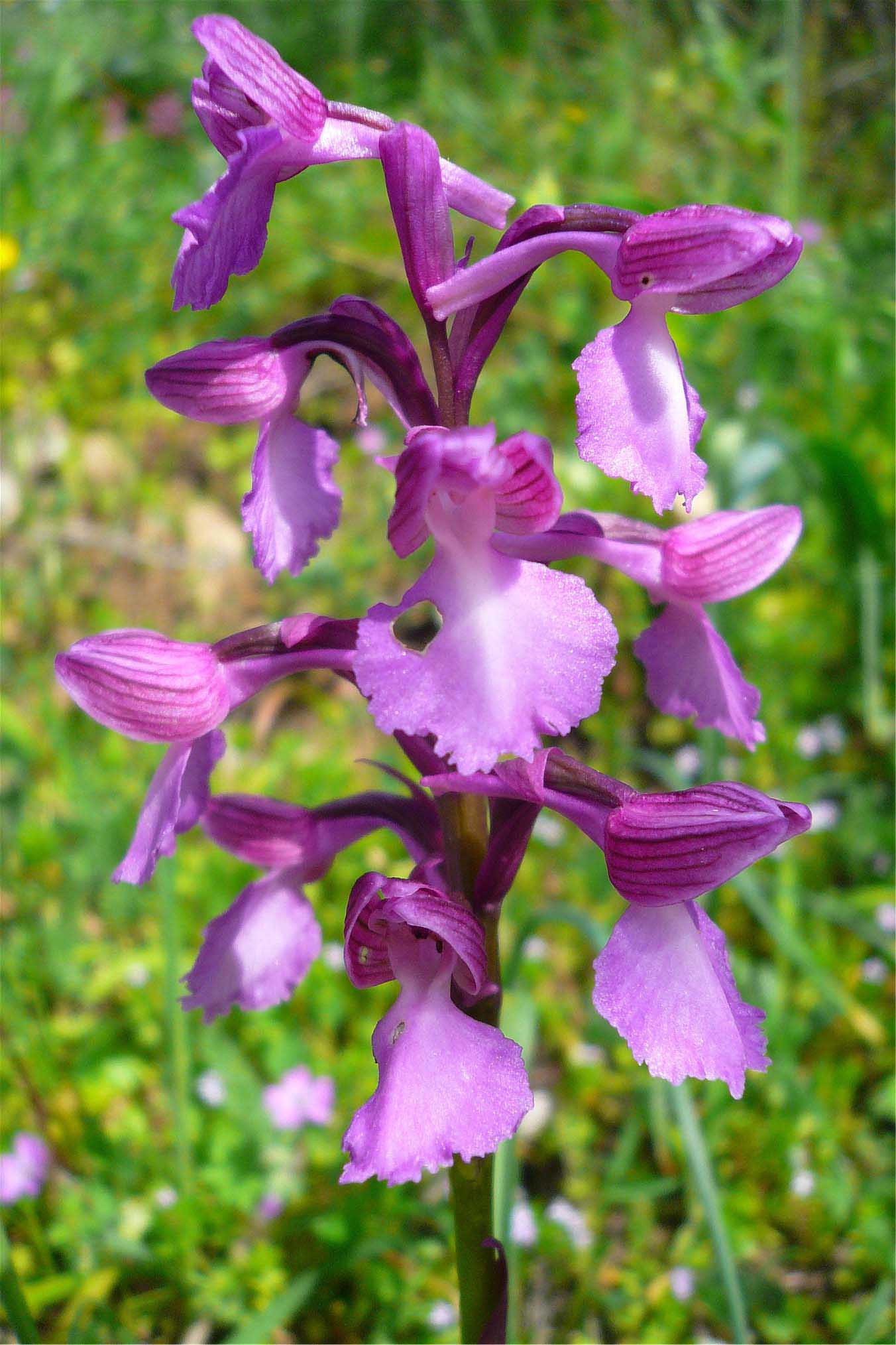 Orchidee nuoresi